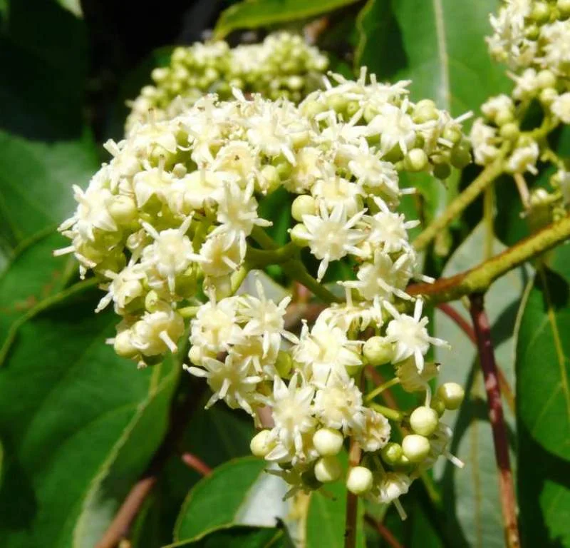 Flor do Cajueiro Japonês
