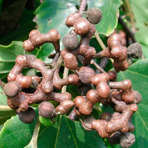 Fruto do Cajueiro Japonês
