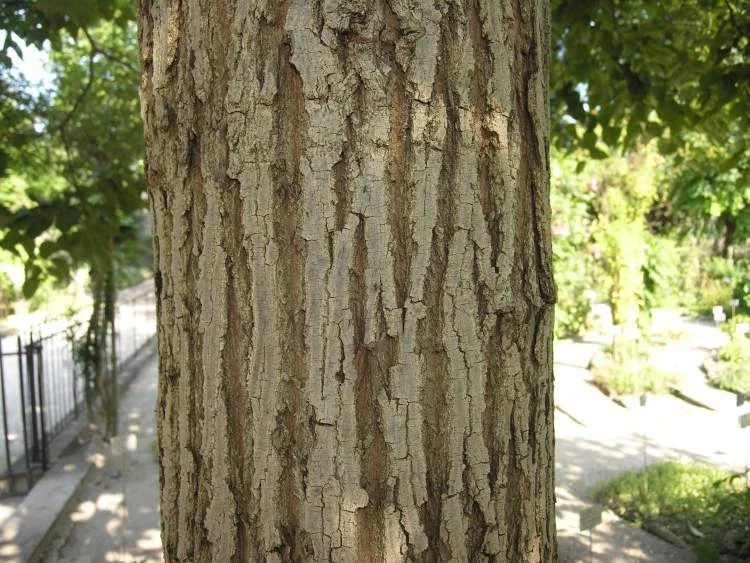 Tronco do Cajueiro Japonês